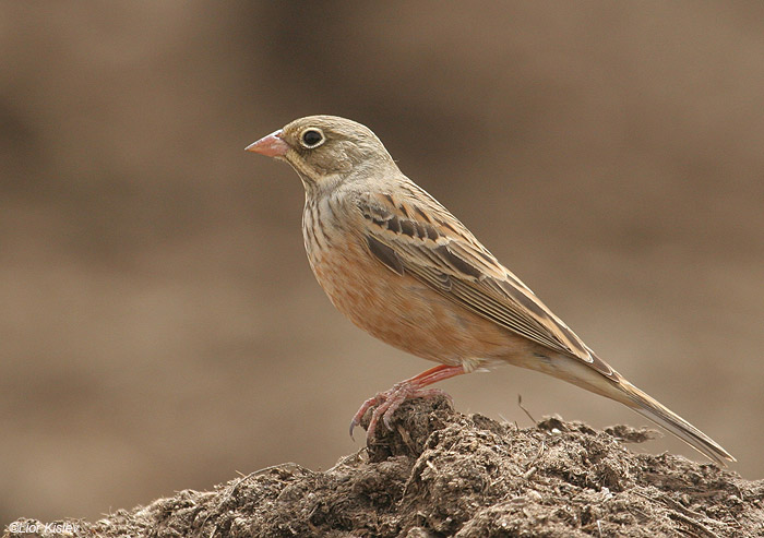      Ortolan Bunting Emberiza hortulana                       , ,  2009.: 